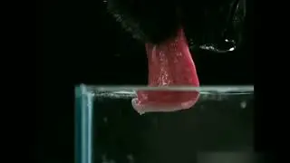 Как собака пьёт воду?