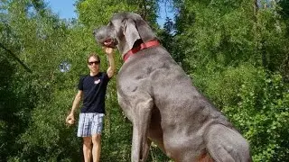 Top 10 BIGGEST Dog Breeds IN THE WORLD! Can You Guess The Biggest?