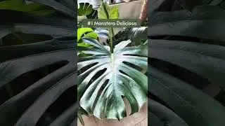 5 Humidity Loving Houseplants 🍃 