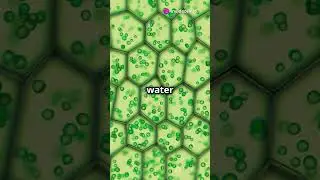 How Plants Make Energy  Photosynthesis Explain! 