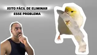 FÊMEAS ARRANCANDO PENAS UMA DAS OUTRAS? VEJA A SOLUÇÃO