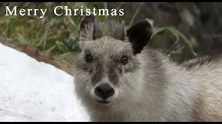 もうすぐクリスマス🎄