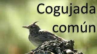 Cogujada común en las Hoces del Duratón