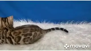 Бенгальский котенок