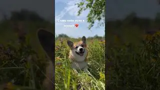 А у вас есть питомец?❤️ #корги #щенки #reels #dog #топ #зайчик
