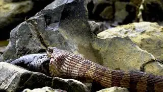 Ular yang serakah , hewan ini ditelat bulat-bulat #viral #trending #snake #fyp #feed
