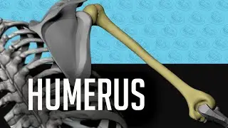 Humerus (skeleton of the arm) - the Upper Limb bone anatomy for artists