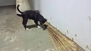 ஈசல் வேட்டை