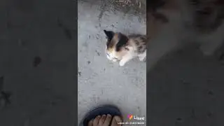 Я не прошу сто тысяч это просто популярно