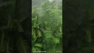 Rainy day Dhaka Bangladesh  |#nature || Sudden Rain at dhaka #plants #gardening