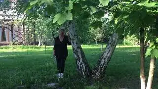 Берёзы в саду