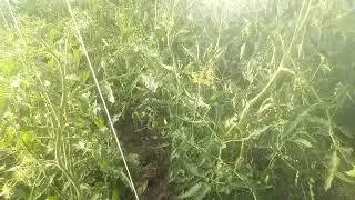 My method for fighting late blight without chemicals