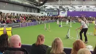 Myka - Papillion @ Westminster JWW 2018-02-10