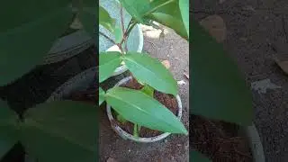 ngenr lur 010623
