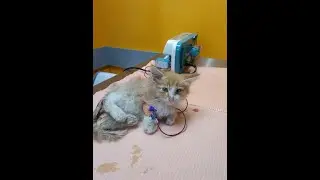 История спасения котика Левы.