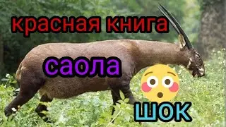 саола красная книга Вьетнам, saola red book vietnam,