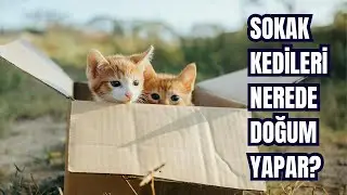 Sokak Kedileri Nerede Doğum Yapar? | Anne Kediler Yavrularını Nasıl Korur ve Besler?