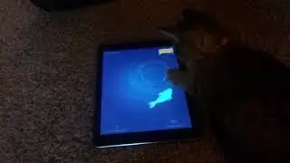 Kitty playing a kitty and cat game, she is fishing