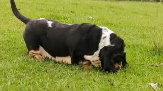 Basset Hound líneas completamente Europeas, contactamos en Basset Praderas