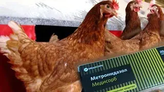 Metronidazole for chickens. Collecting eggs.