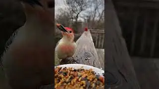 Backyard bird identification