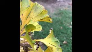 Ginkgo biloba