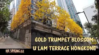 U Lam Terrace Gold Trumpet Flowers Blossom Hong Kong #springflower# tabebuiachrysantha #ulamterrace