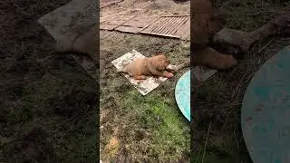 Мастиф Луна грызёт кость больше себя