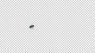 House Fly - Noisy Flying Over Screen - Transparent Loop