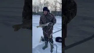 Ловим щуку на жерлицы! Полное видео скоро на канале! #рыбалка #щука #зимняяловлярыбы