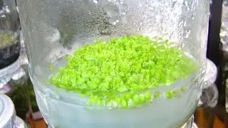 The recipe of the Nutrient medium for the Seed of his Orchids