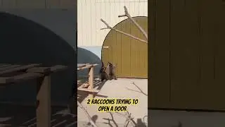 2 raccoons trying to open a door#funny #animals #raccoon #funnyanimals