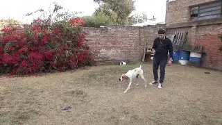 La mejor manera de adiestrar perros de CAZA | Vamos al Campo