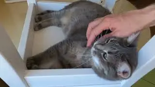 Cat Pranks: Table, chairs and cozy cats!