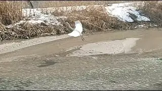 Последний день зимы, утки, цапля и Сайран - обновление дна.