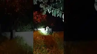Why Was the Man Digging a Grave at Night? 