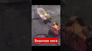 бешеная лиса напала на сварочный аппарат