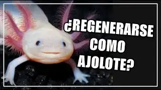 ¿La clave de la regeneración está en el genoma del ajolote? | CIENCIA A LA MEXICANA
