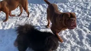 Ускоряем приход весны!!! Бордосы на прогулки, даю ориентир солнцу