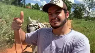 DOMANDO A ÉGUA DE CARROÇA