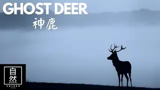 Ghost Deer (Shinroku) | Original Composition | Kurofune | 尺八 Shakuhachi Duet