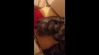 Кот сосет титьку/cat suck tit