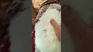 БАНДИТСКИЕ РАЗБОРКИ? 
