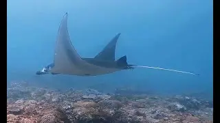 Bali - Manta Point, Nusa Penida, mehrere Mantarochen, September 2023