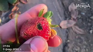 Земляника садовая Флер. Часть 1.