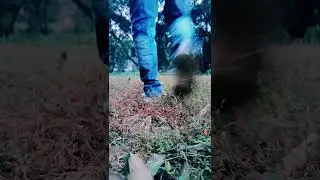 Animal Song #learnertime #animashorts