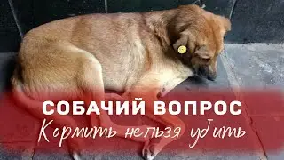Собачий вопрос. Кормить нельзя убить