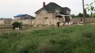 Выпас коз