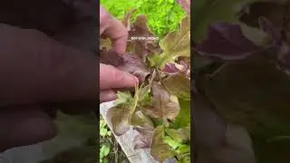Не везет с салатом- повезет в любви🤗 #хобби #дача #огород #салат #garden #горчитсалат #shorts