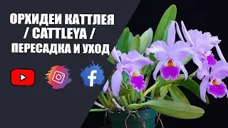 Орхидеи Каттлея  / Cattleya / пересадка и уход